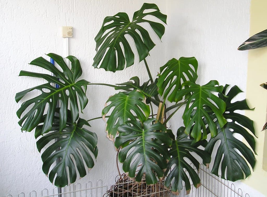 How to keep your houseplants healthy