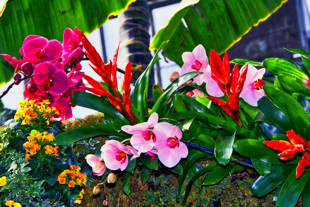 Planting advice by De Kroon flowers