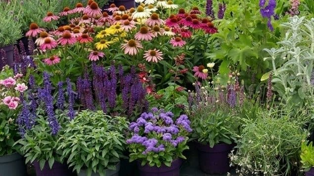 Flowering and foliage garden plants