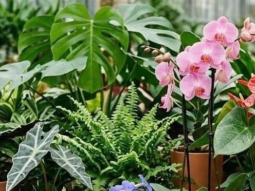 Foliage and flowering houseplants