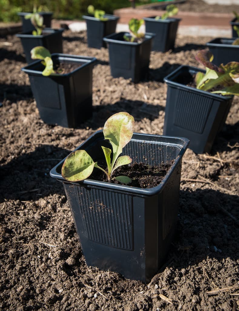 Garden project by De Kroon flowers