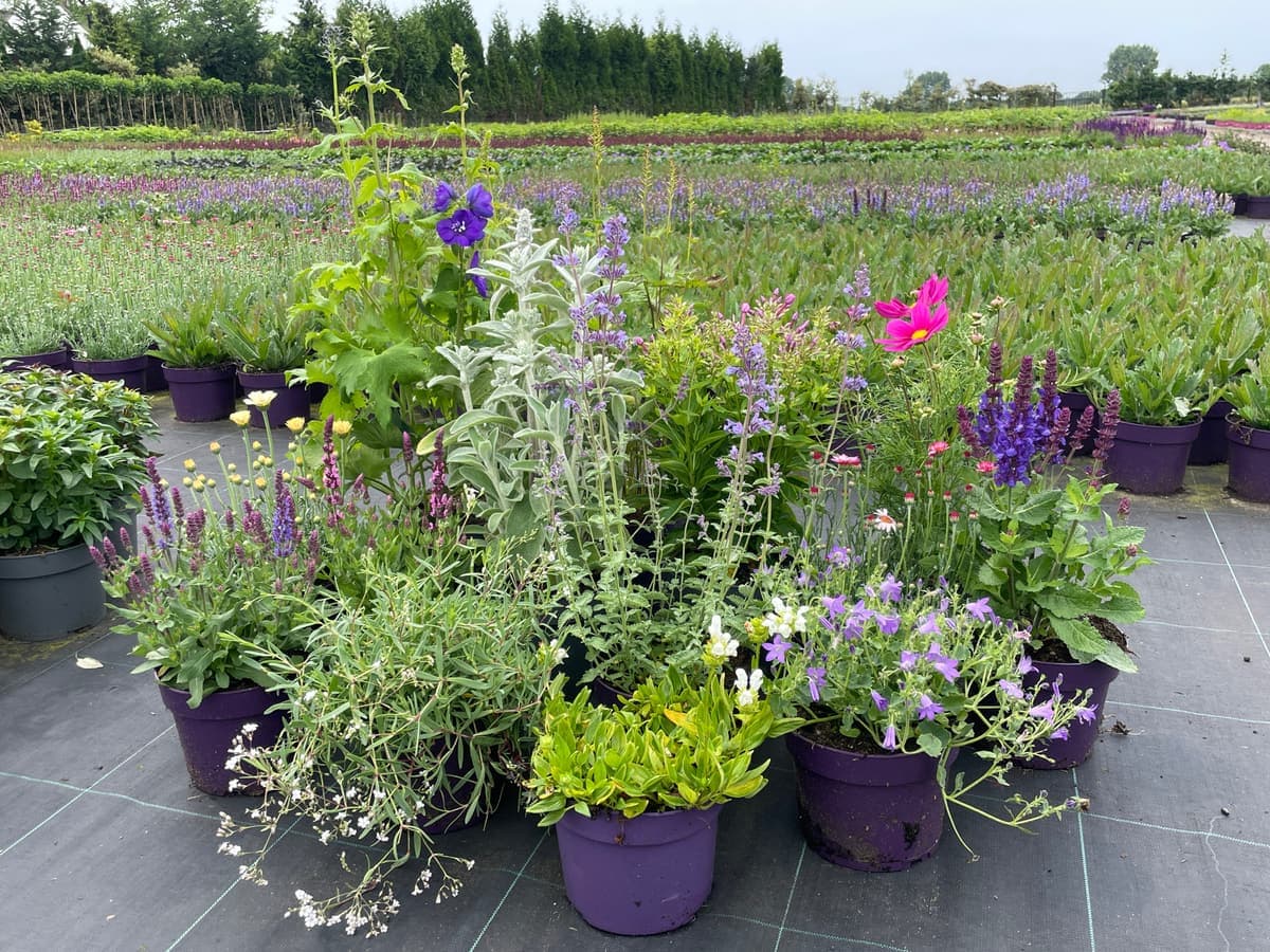 Kwekerij van De Kroon flowers